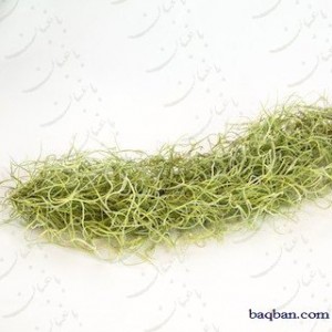 Spanish Moss (Usneoides)